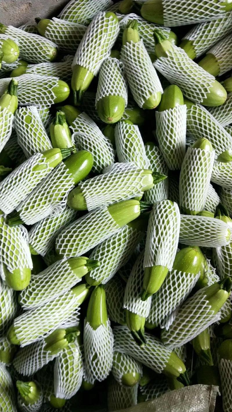 绿皮西葫芦精品，产地直销，质量保证，全国代发