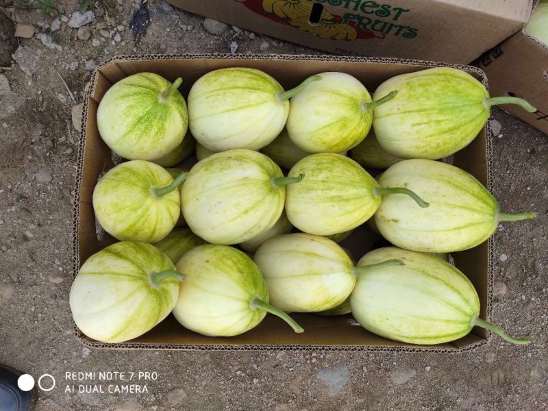 油皮大果超早甜1040粒含糖20度，亩产万斤左右