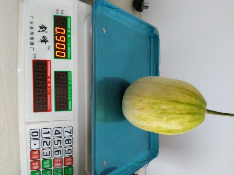 油皮大果超早甜1040粒含糖20度，亩产万斤左右