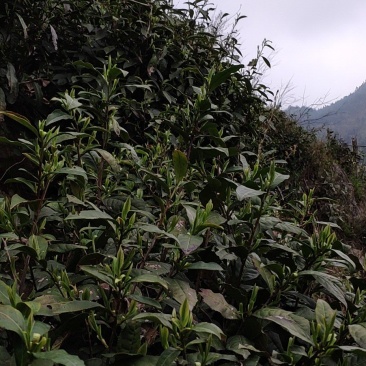 有机高山绿茶
