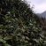有机高山绿茶