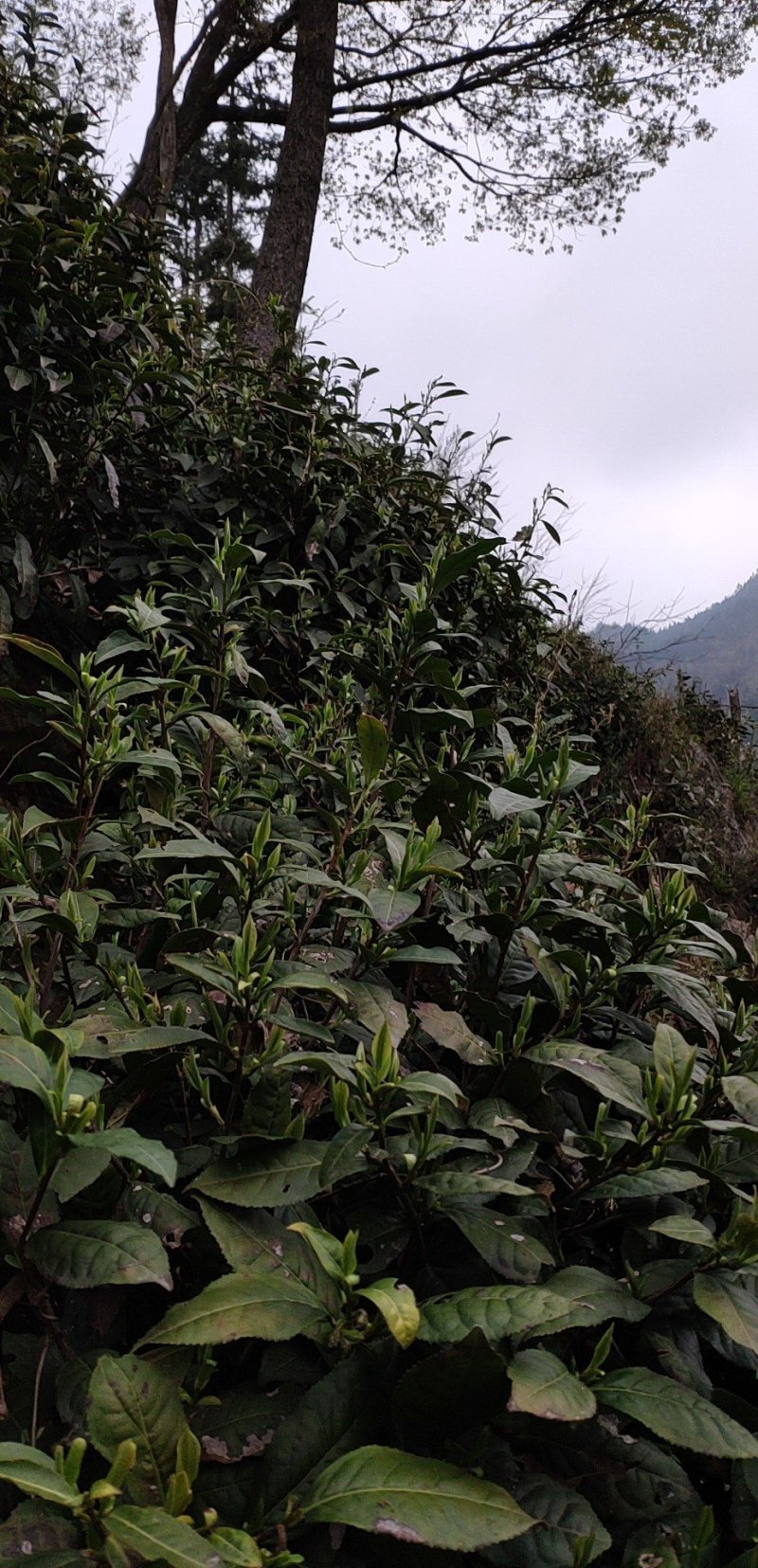 有机高山绿茶