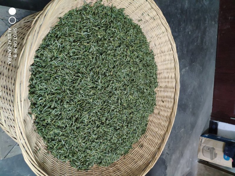 有机高山绿茶