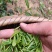 有机高山绿茶