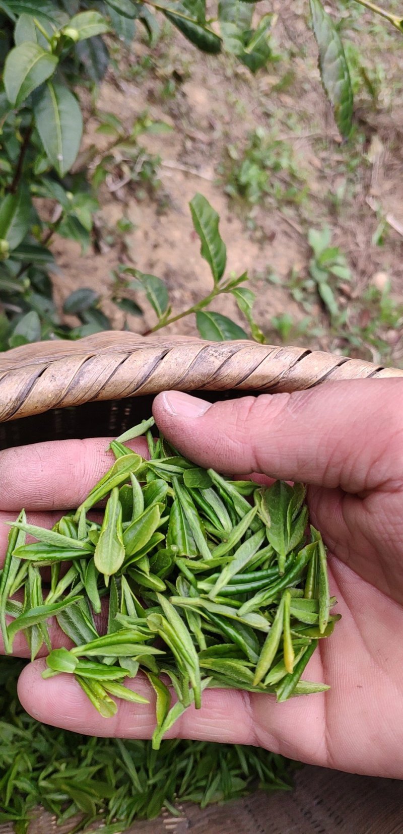 有机高山绿茶