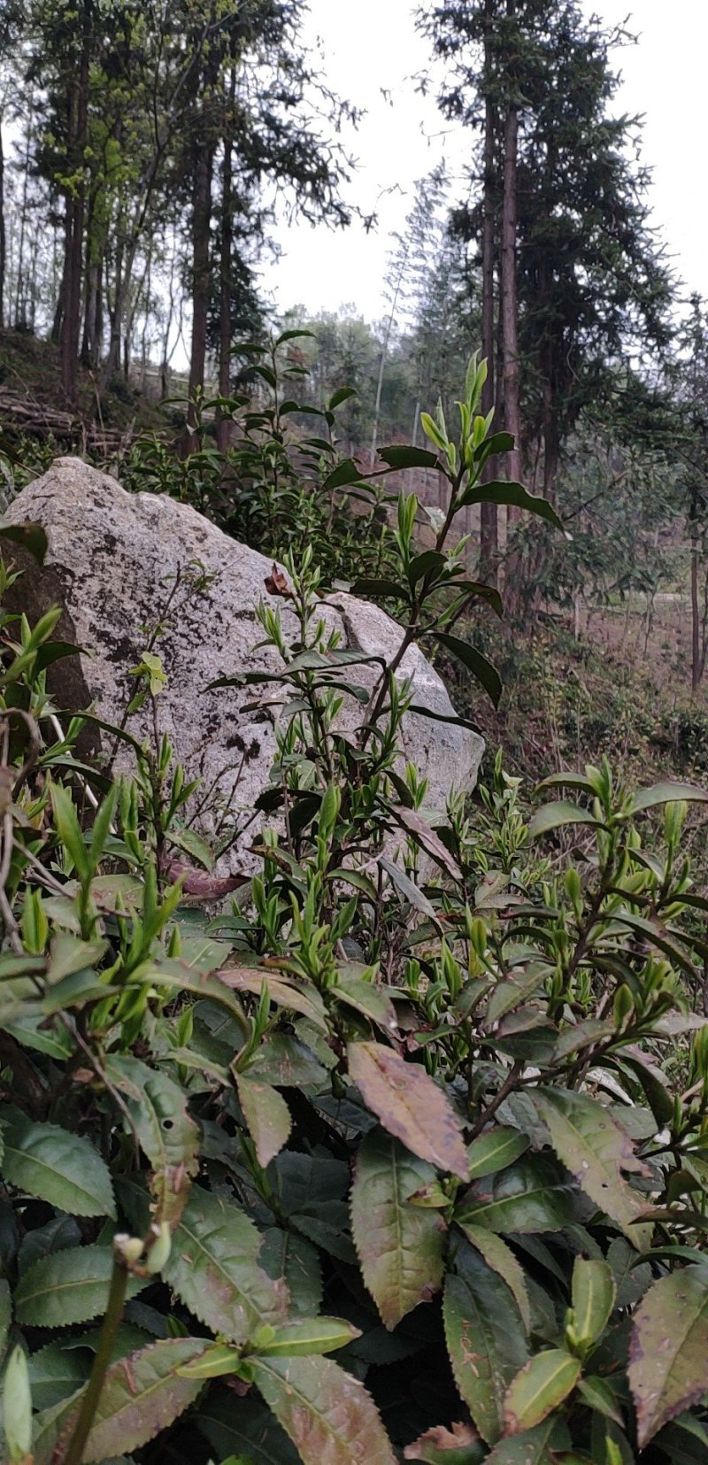 有机高山绿茶