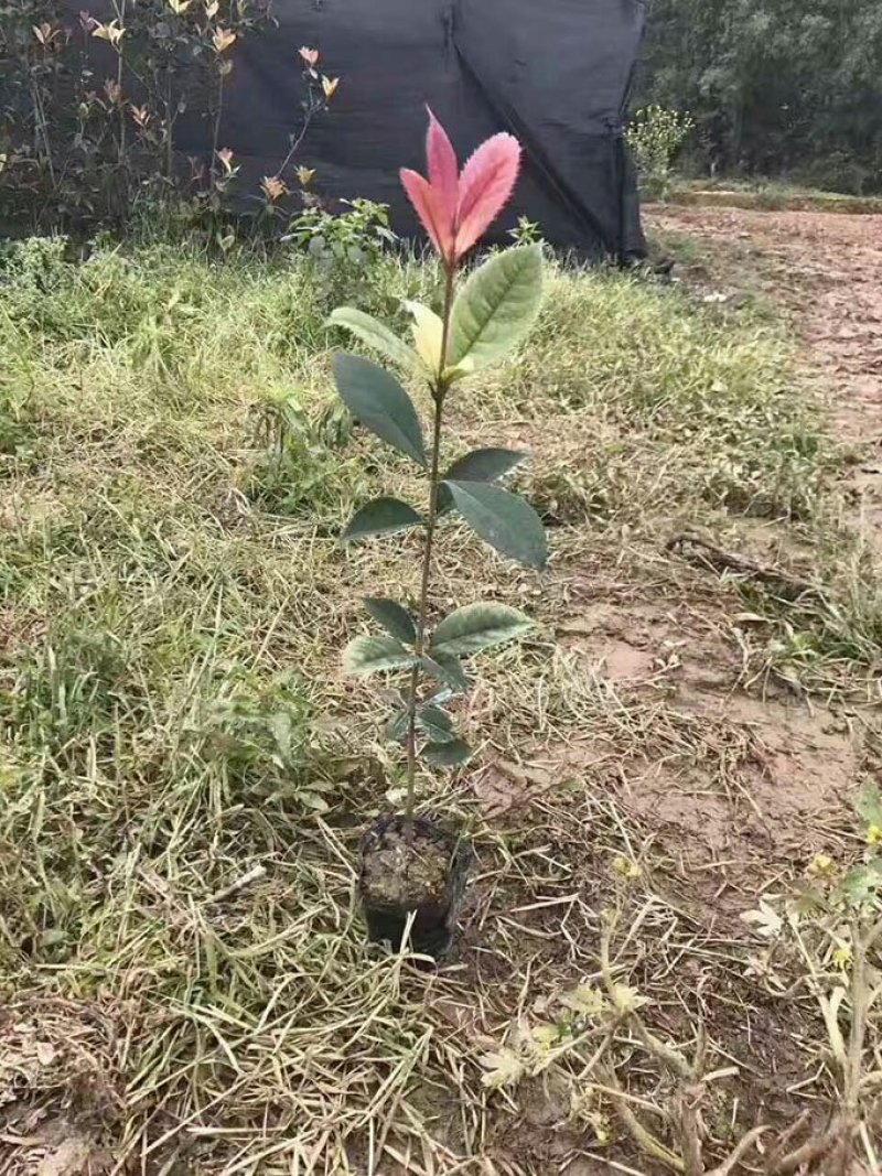 珍珠五彩桂五彩桂嫁接枝条桂花树小苗批发