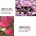 珍珠五彩桂五彩桂嫁接枝条桂花树小苗批发