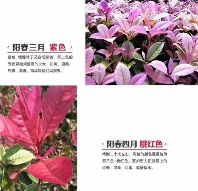 珍珠五彩桂五彩桂嫁接枝条桂花树小苗批发