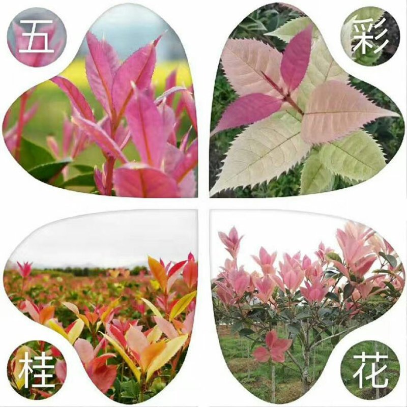 珍珠五彩桂五彩桂嫁接枝条桂花树小苗批发