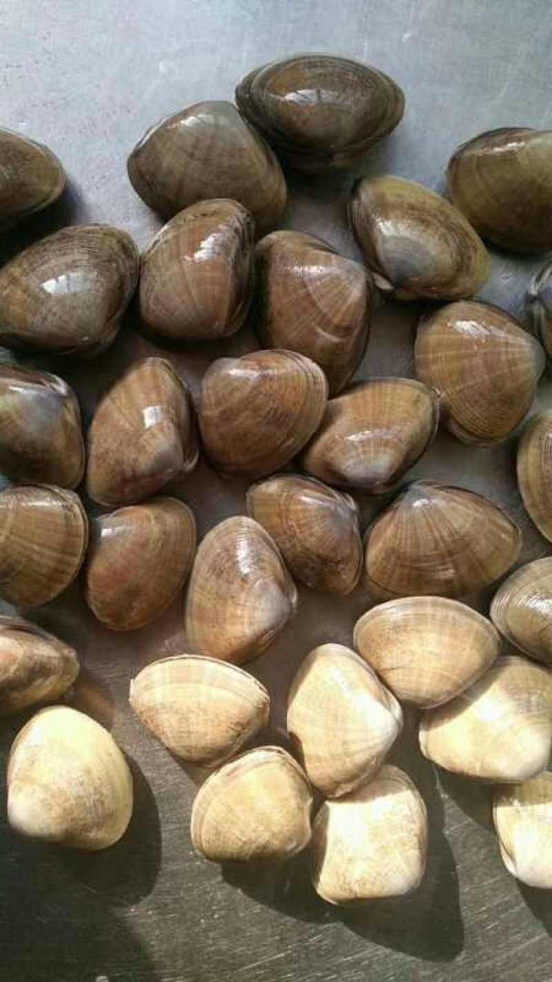 【精品】丹东黄蚬子蛤蜊产地直发，一手货源