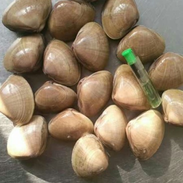 【精品】丹东黄蚬子蛤蜊产地直发，一手货源