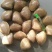 【精品】丹东黄蚬子蛤蜊产地直发，一手货源