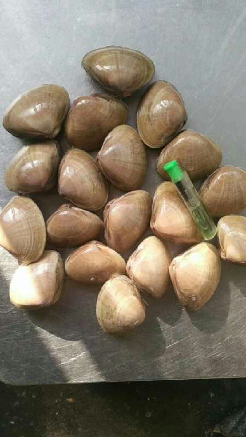 【精品】丹东黄蚬子蛤蜊产地直发，一手货源