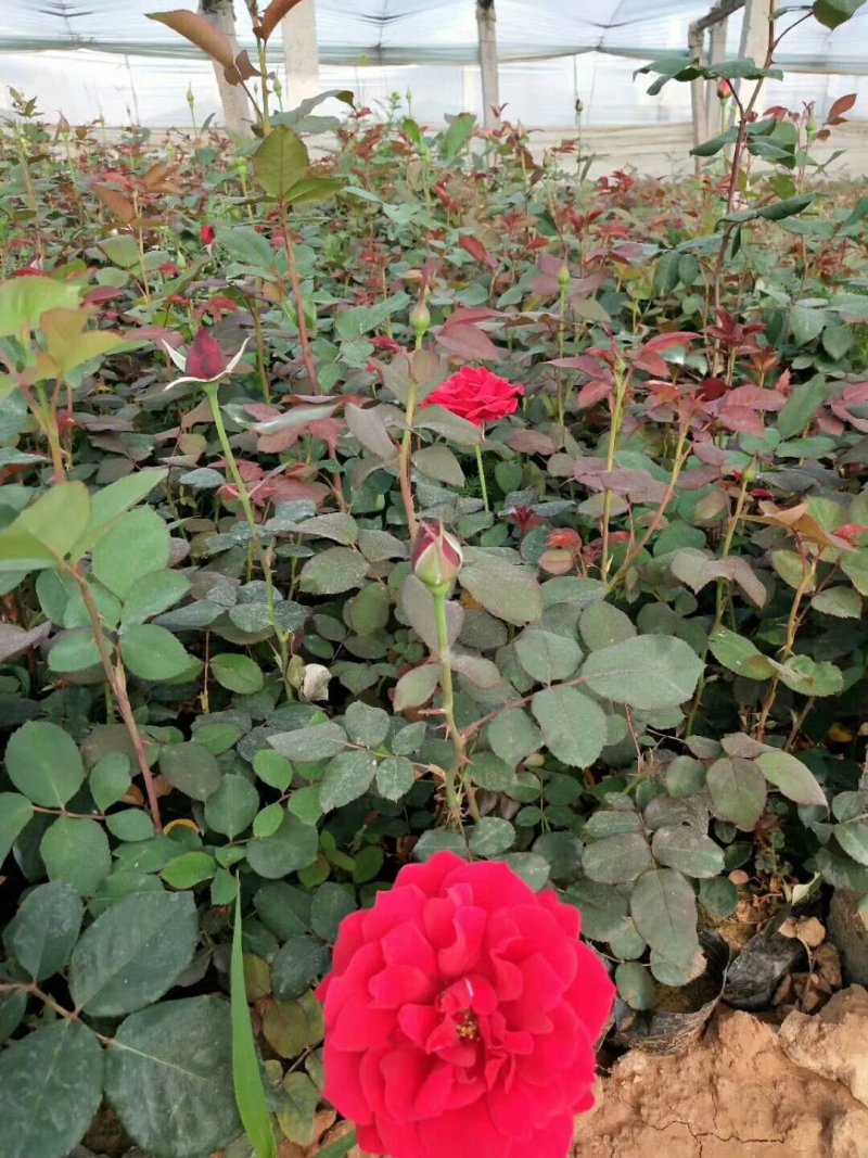 丰花，大花，红帽子，2年月季苗基地种植绿化工程