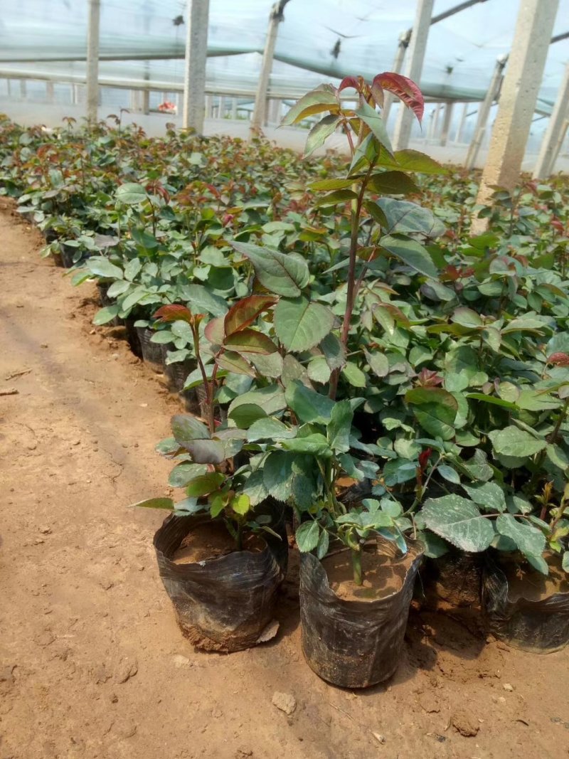 丰花，大花，红帽子，2年月季苗基地种植绿化工程