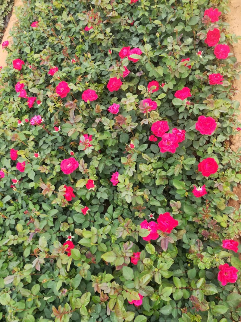 丰花，大花，红帽子，2年月季苗基地种植绿化工程