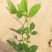 丰花，大花，红帽子，2年月季苗基地种植绿化工程
