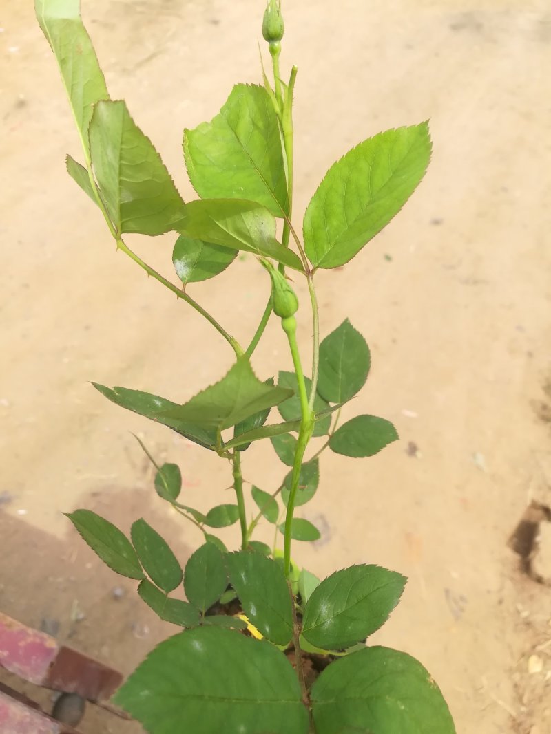 丰花，大花，红帽子，2年月季苗基地种植绿化工程