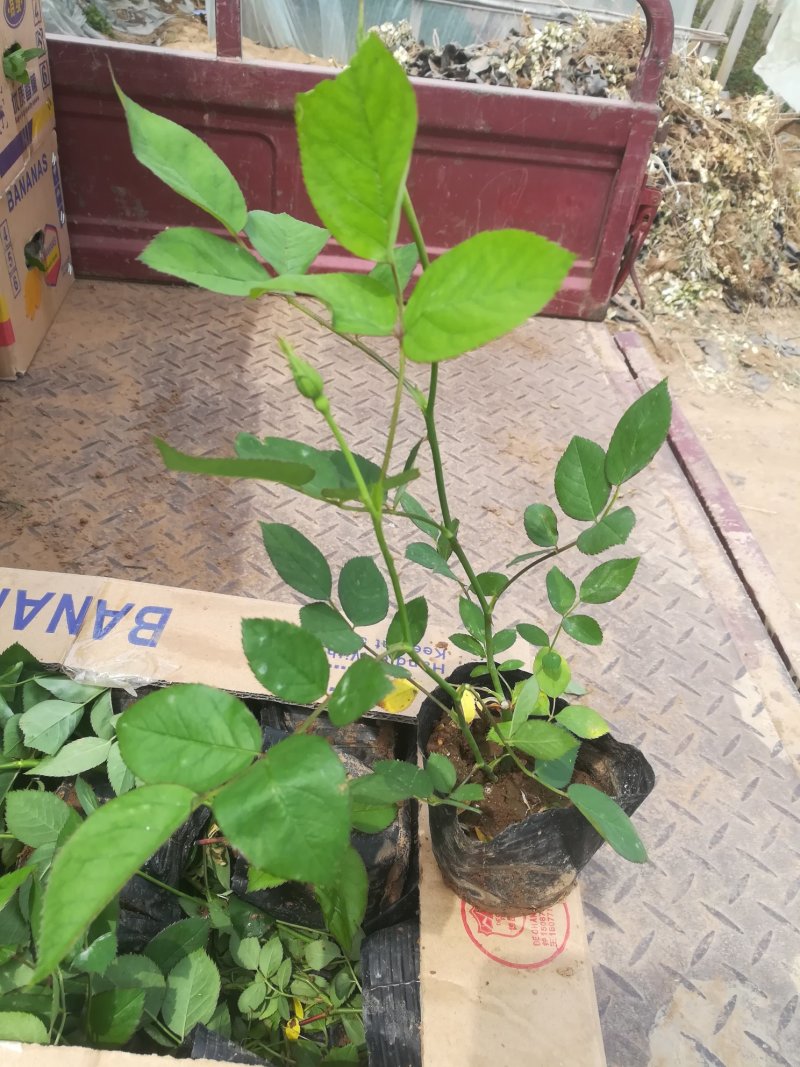 丰花，大花，红帽子，2年月季苗基地种植绿化工程