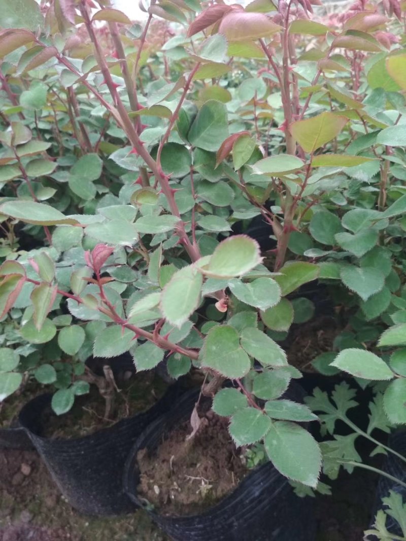 丰花，大花，红帽子，2年月季苗基地种植绿化工程
