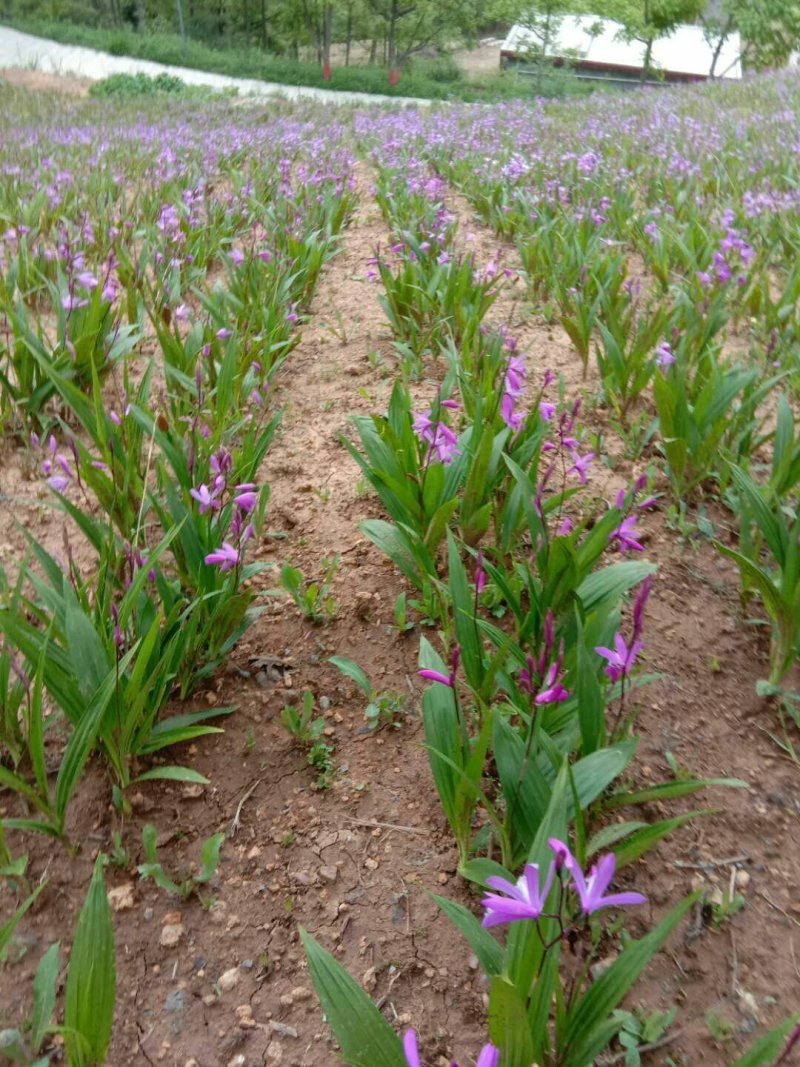 供应白芨球块苗子果夹，野生紫色三叉。聊一聊谈
