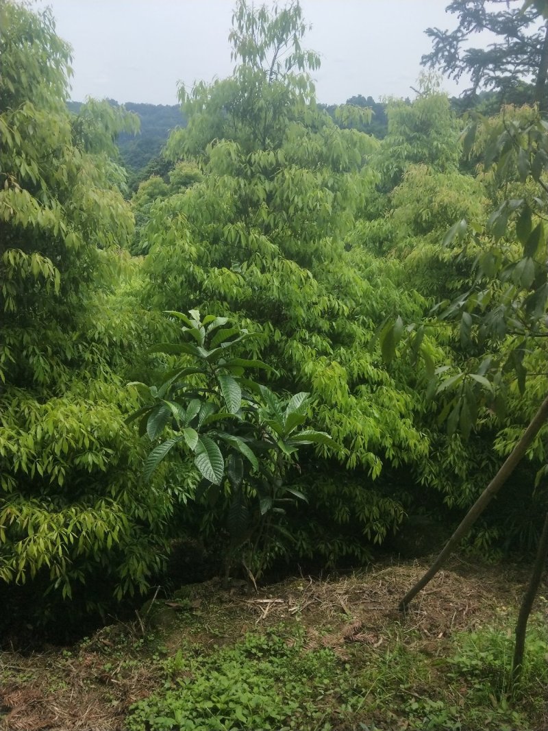 基地大量供应小叶桢楠金丝楠木树形优美