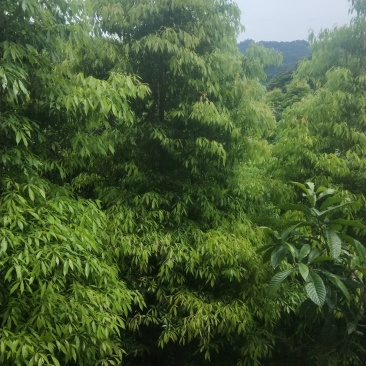 基地大量供应小叶桢楠金丝楠木树形优美