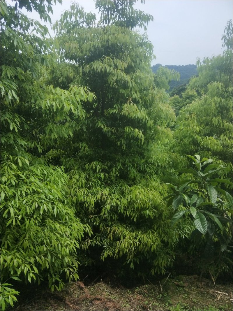 基地大量供应小叶桢楠金丝楠木树形优美