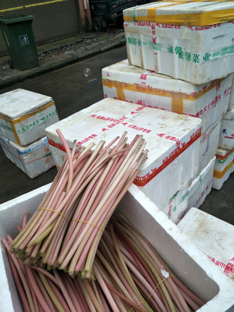 芡实杆精品新鲜，鸡头梗量大优惠产地直销一手货源