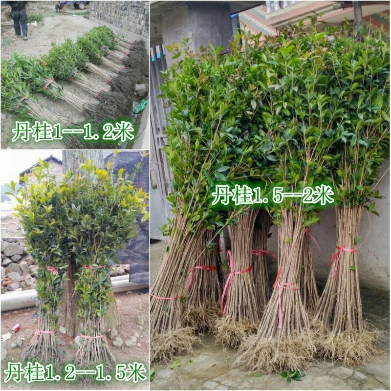 扦插培养桂花小苗金桂丹桂壮元红四季桂苗场直销