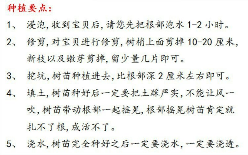 扦插培养桂花小苗金桂丹桂壮元红四季桂苗场直销
