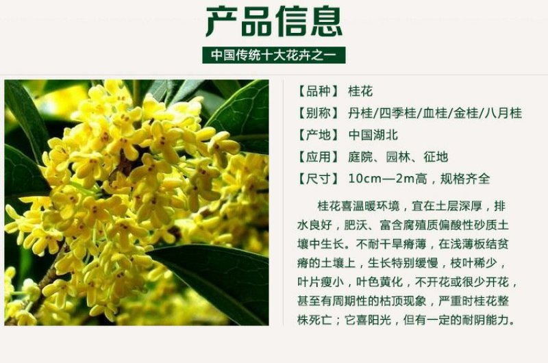 桂花树苗批发八月桂金桂丹桂四季桂量大包邮