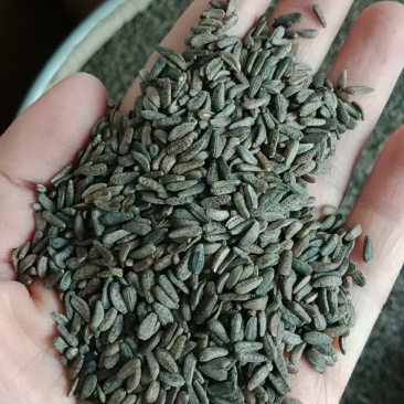 牛蒡净货牛蒡子籽药用不是种子大力籽子