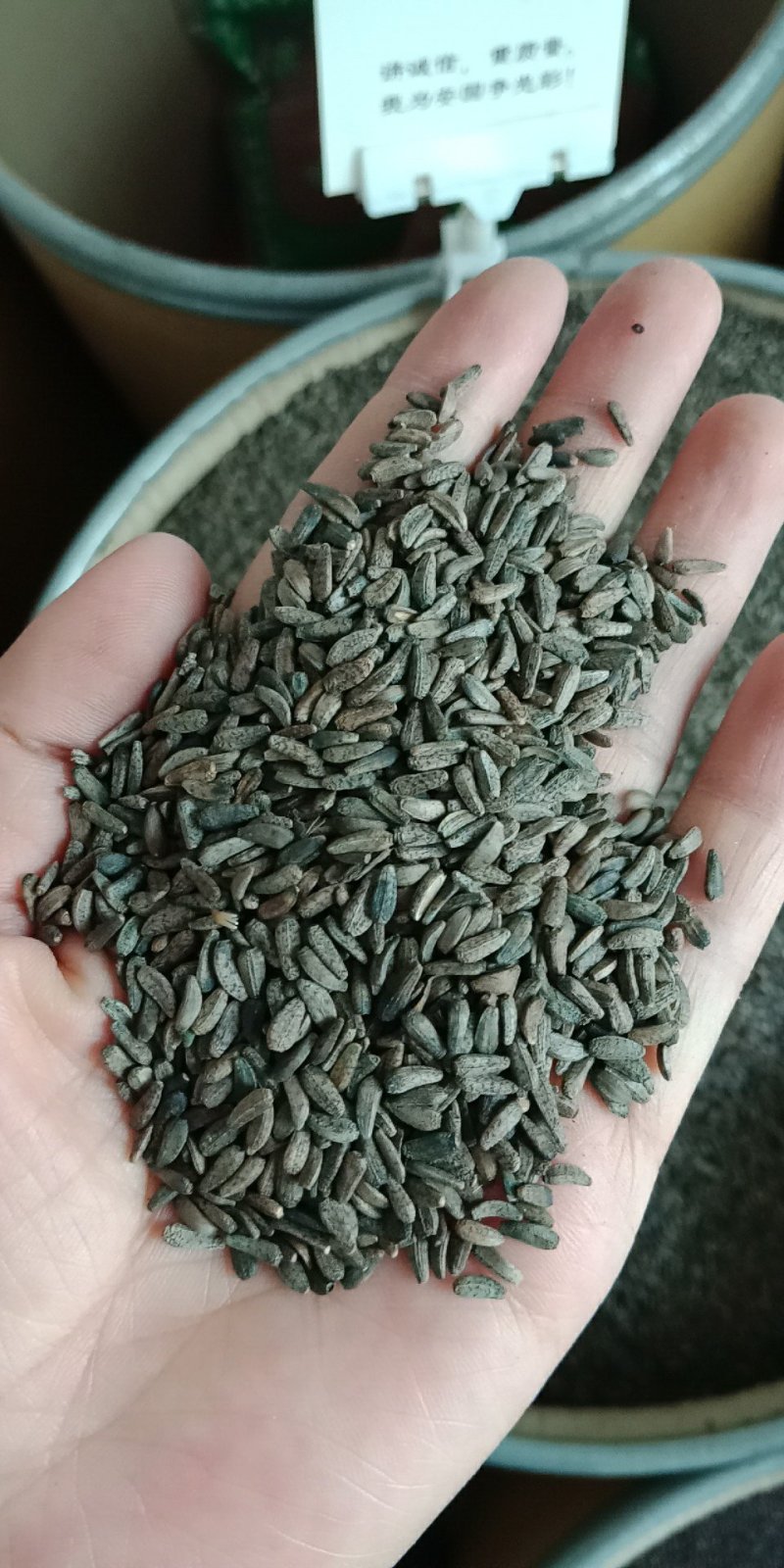 牛蒡净货牛蒡子籽药用不是种子大力籽子