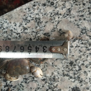 发财蟹有想要的联系我