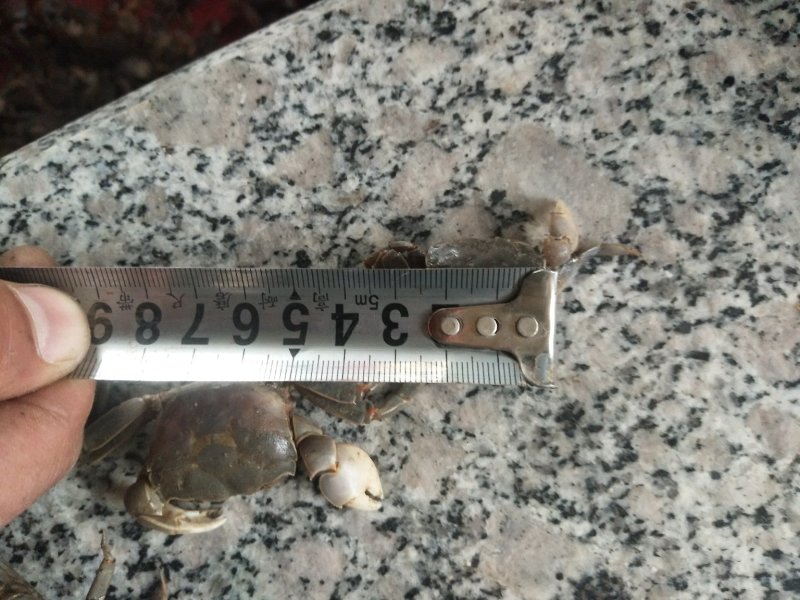 发财蟹有想要的联系我
