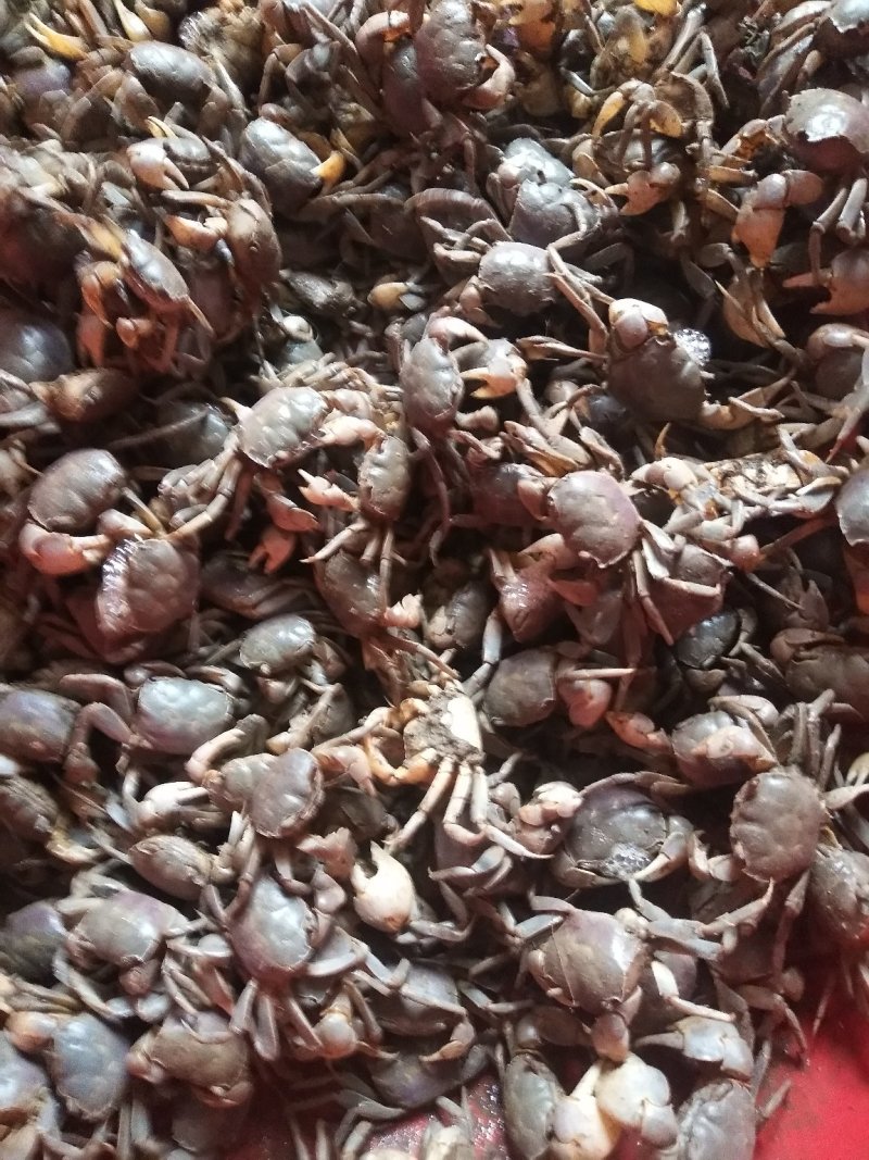 发财蟹有想要的联系我