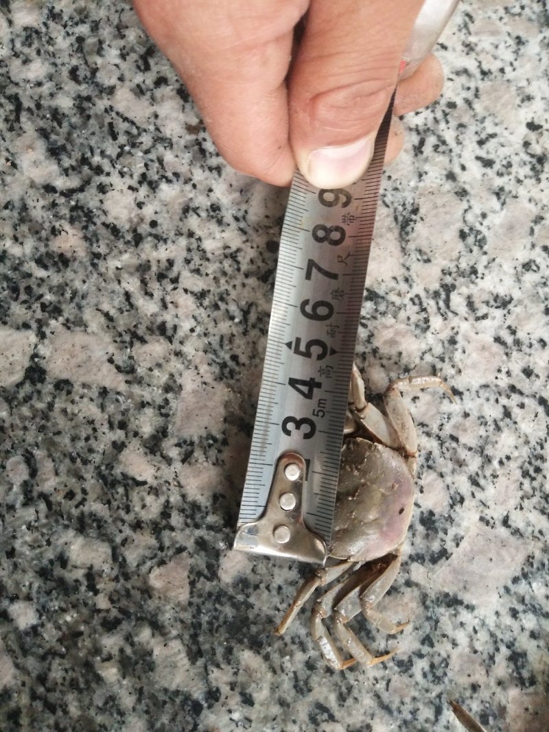 发财蟹有想要的联系我