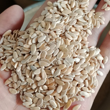 甜瓜子籽药用不是种子新货批发零售各种中药材