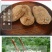 云南小草坝天麻，假一赔十。