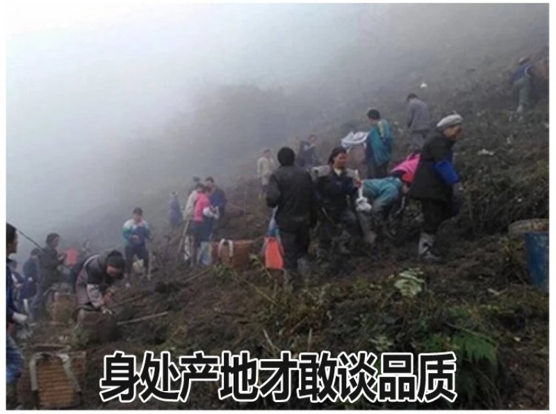 云南小草坝天麻，假一赔十。