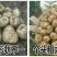 云南小草坝天麻，假一赔十。