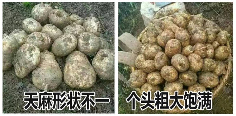 云南小草坝天麻，假一赔十。