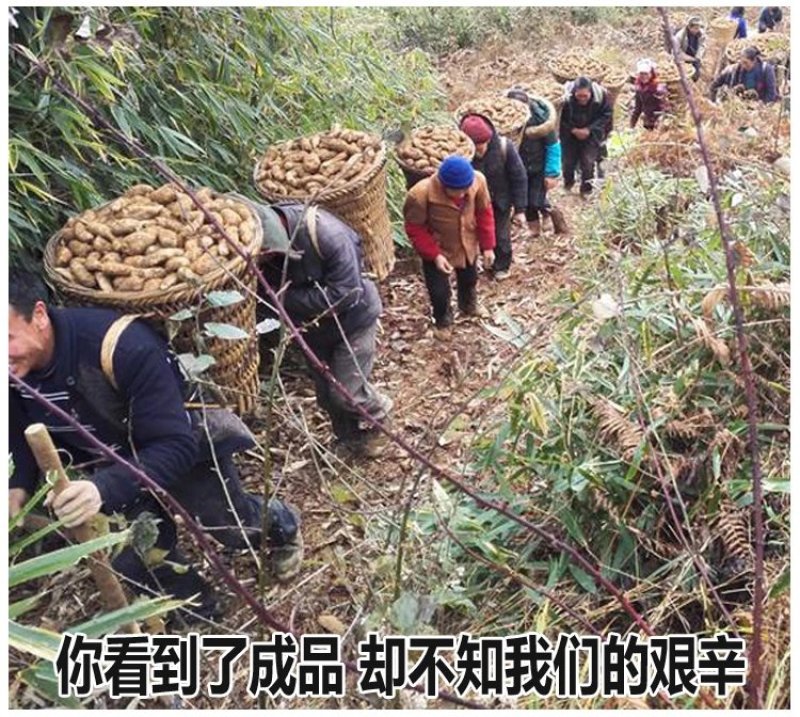 云南小草坝天麻，假一赔十。