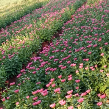 菊花