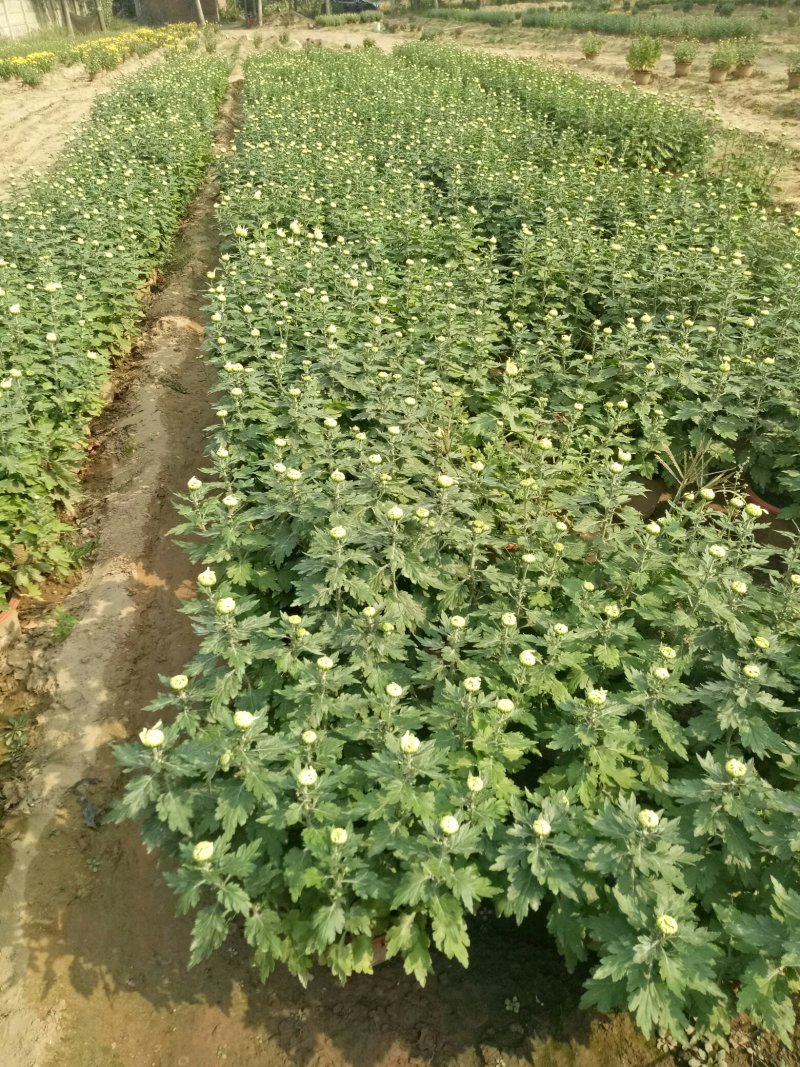 菊花