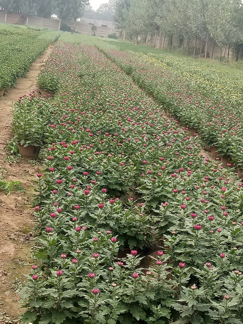 菊花