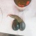 羊胆、干