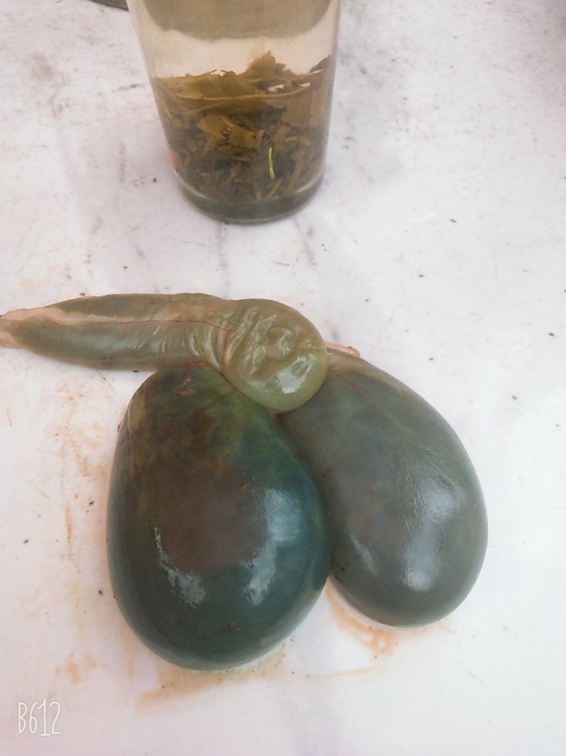 羊胆、干